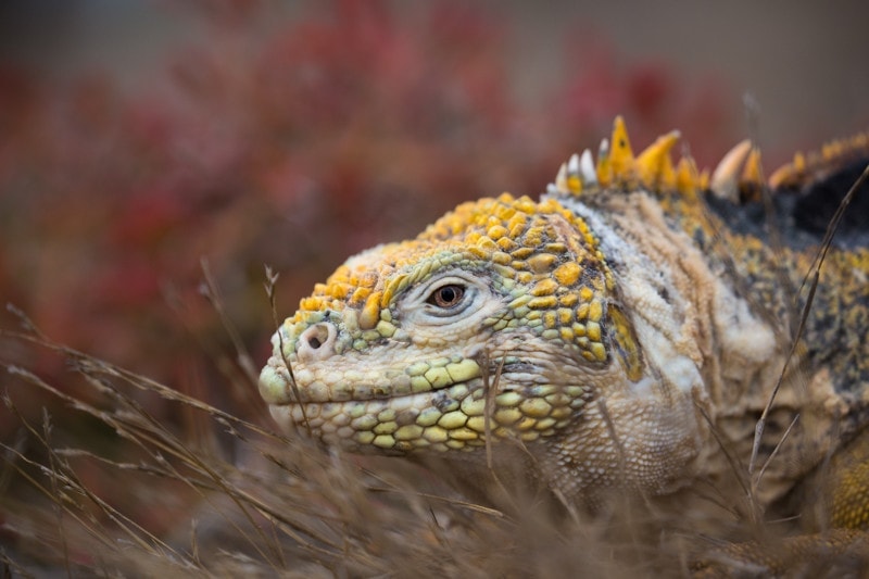 Santa Fe Island, Galapagos Islands