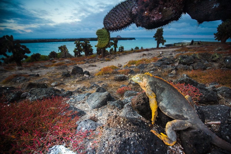 Santa Fe Island, Galapagos Islands