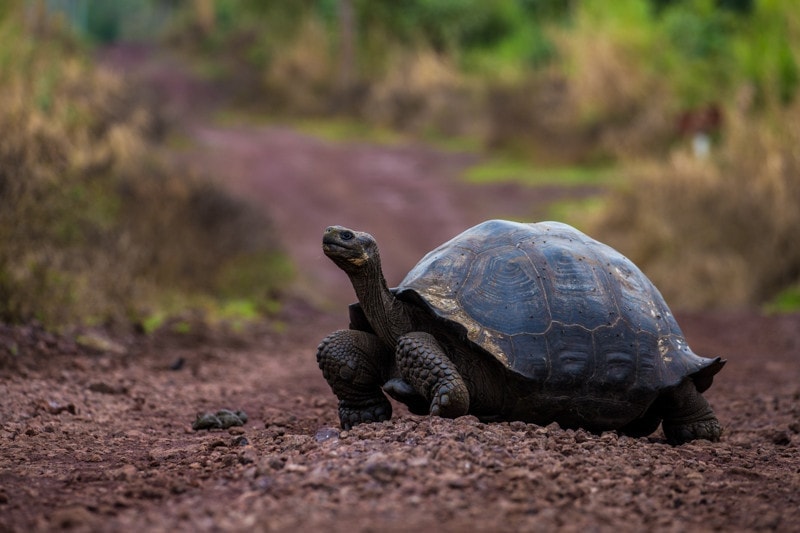 Santa Cruz Island, Galapagos Islands