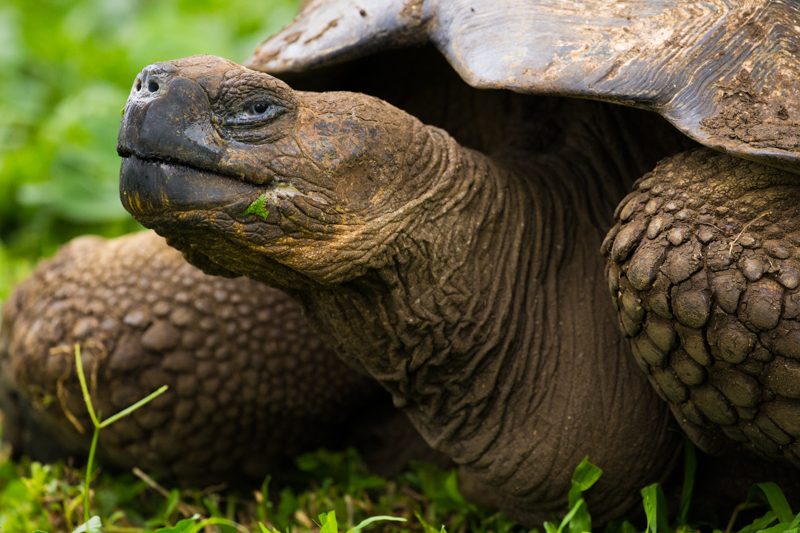 Santa Cruz Island, Galapagos Islands