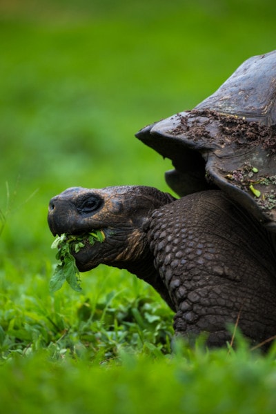 Santa Cruz Island, Galapagos Islands