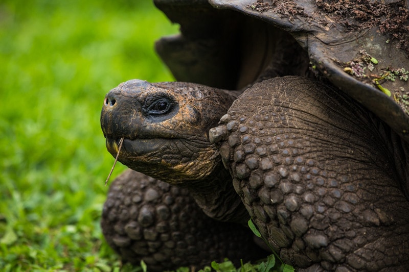 Santa Cruz Island, Galapagos Islands