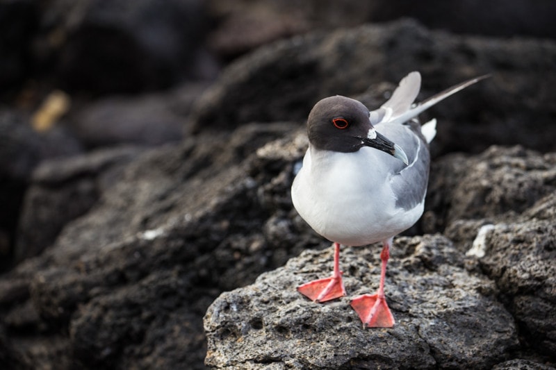 Santa Fe Island, Galapagos Islands