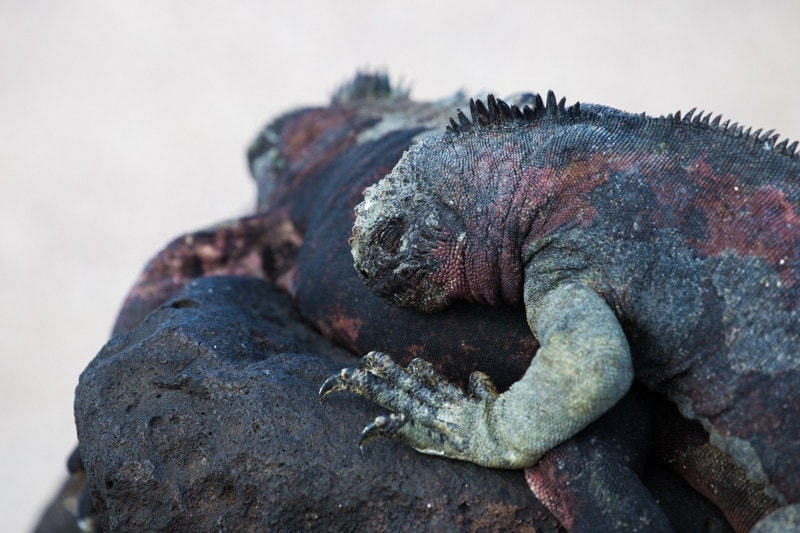 Suarez Point, Galapagos Islands