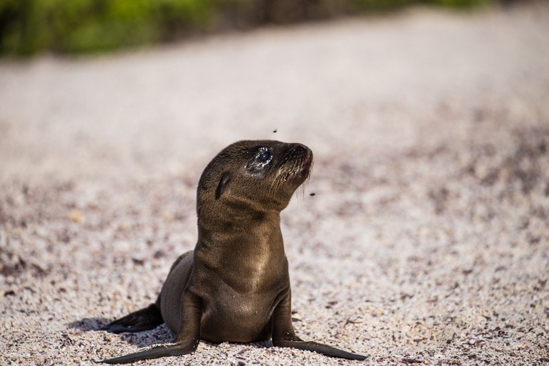 Suarez Point, Galapagos Islands