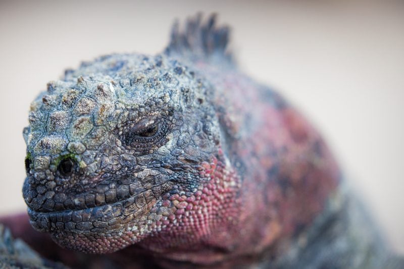 Suarez Point, Galapagos Islands