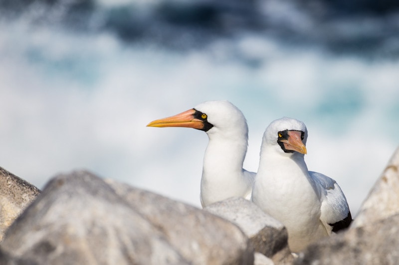 Suarez Point, Galapagos Islands