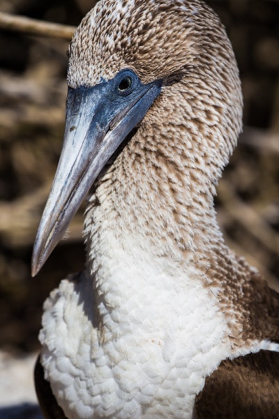 Suarez Point, Galapagos Islands