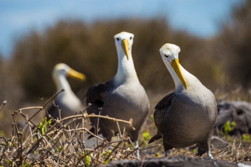 Suarez Point, Galapagos Islands