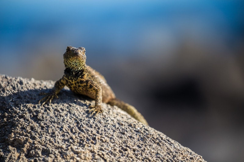 Suarez Point, Galapagos Islands