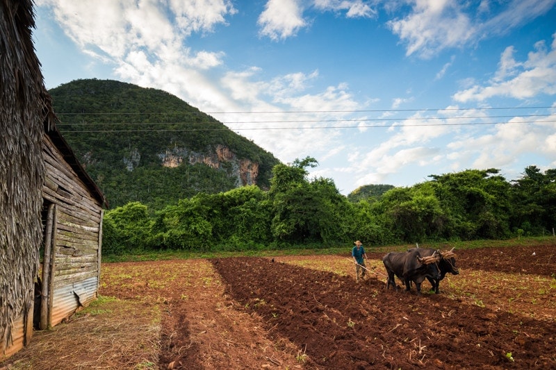 Tobacco Farm, Vinales, Cuba