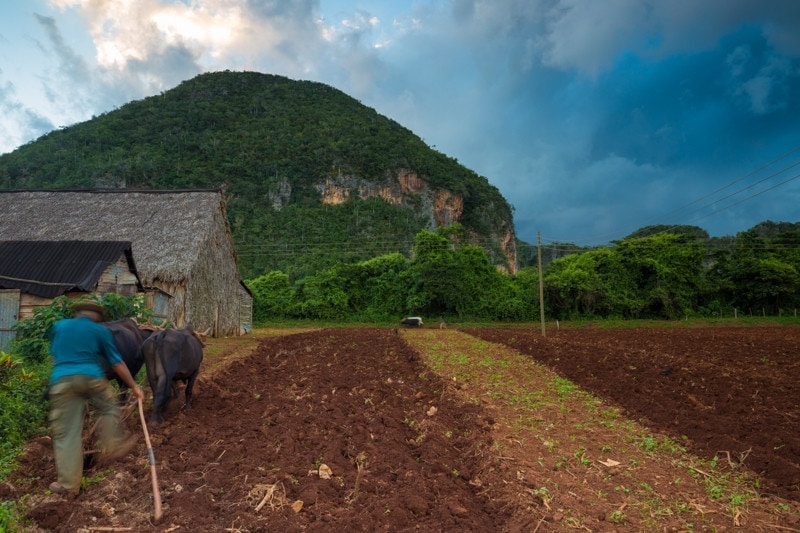 Tobacco Farm, Vinales, Cuba