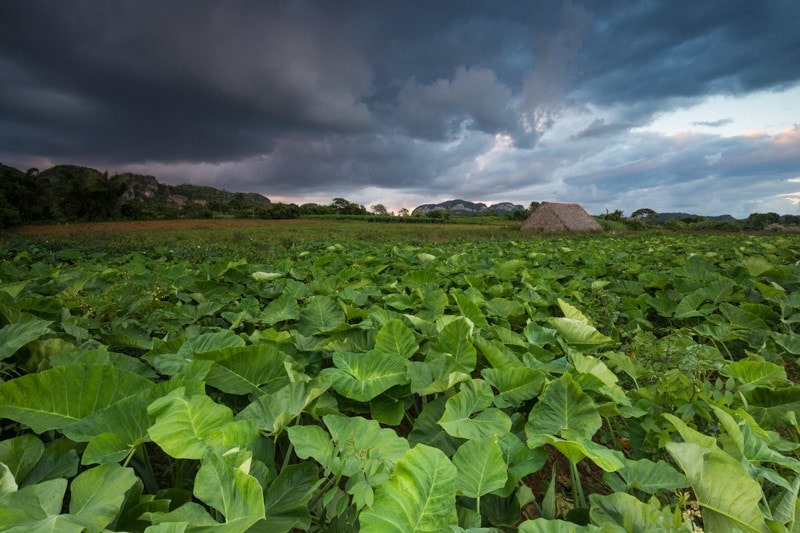 Tobacco Farm, Vinales, Cuba