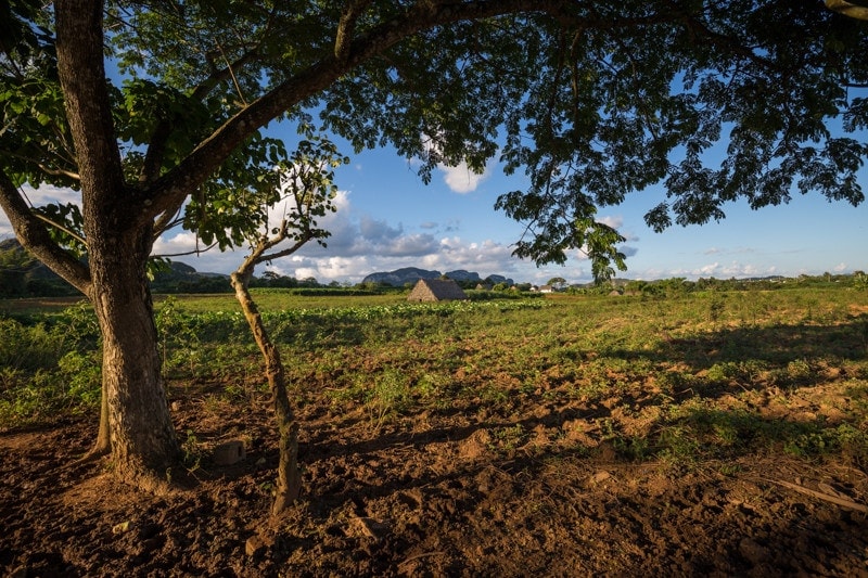 Tobacco Farm, Vinales, Cuba