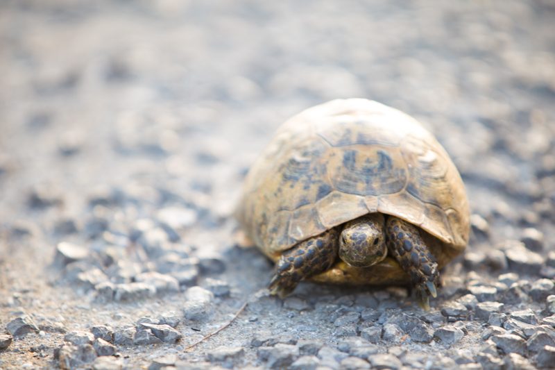 Turtle on the road