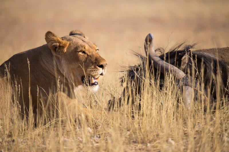 lion kill, Kgalagadi Transfrontier Park