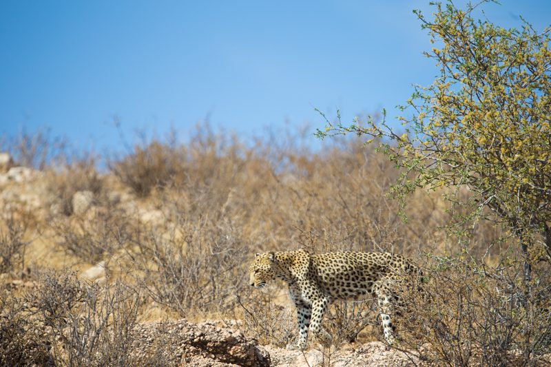 Leopard, Kgalagadi Transfrontier Park