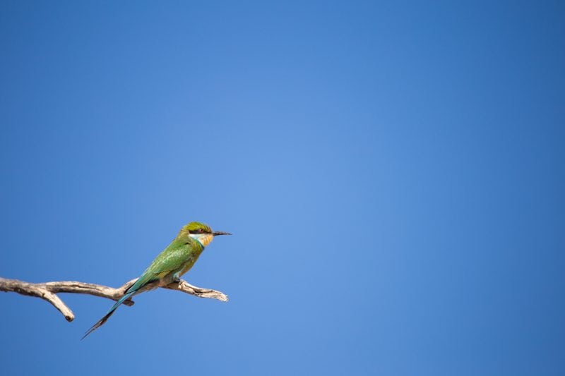 Bee Eater, Kgalagadi Transfrontier Park