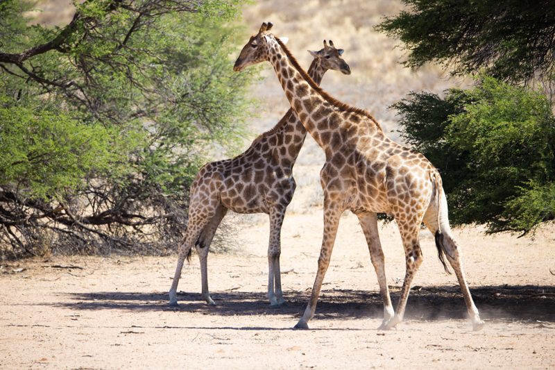 Giraffe, Kgalagadi Transfrontier Park