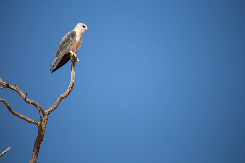 Kgalagadi Transfrontier Park