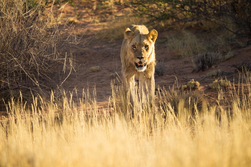 lion, Kgalagadi Transfrontier Park