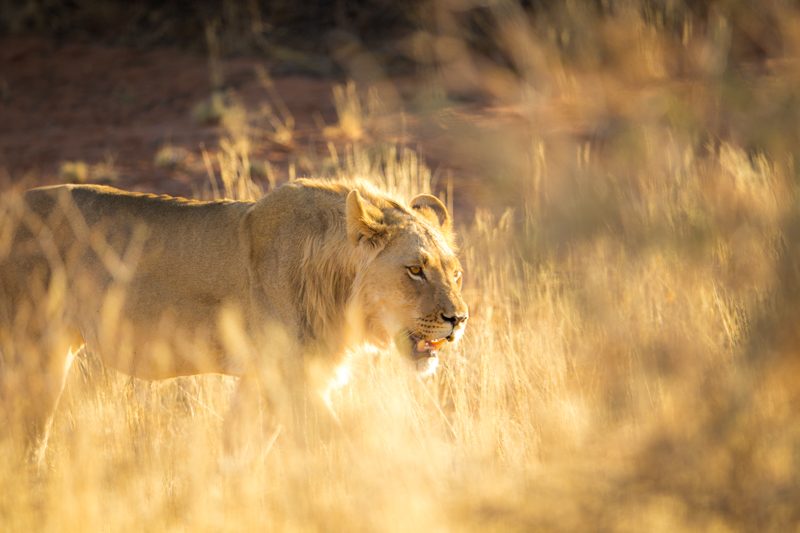 Best Place in Africa to see lions