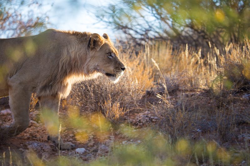 Lions, Kgalagadi Transfrontier Park