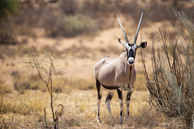 Gemsbok, Kgalagadi Transfrontier Park