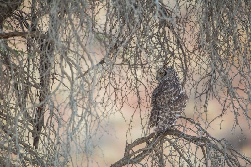 owl, Kgalagadi Transfrontier Park