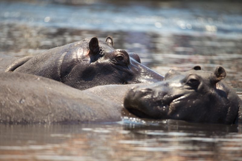 Chobe National Park