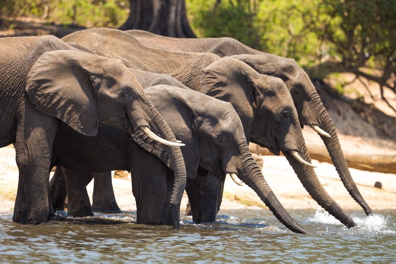 Elephants chobe national park.