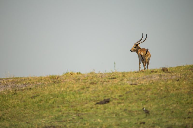 Wildlife in Botswana