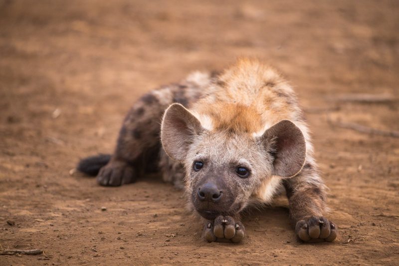 baby hyena.