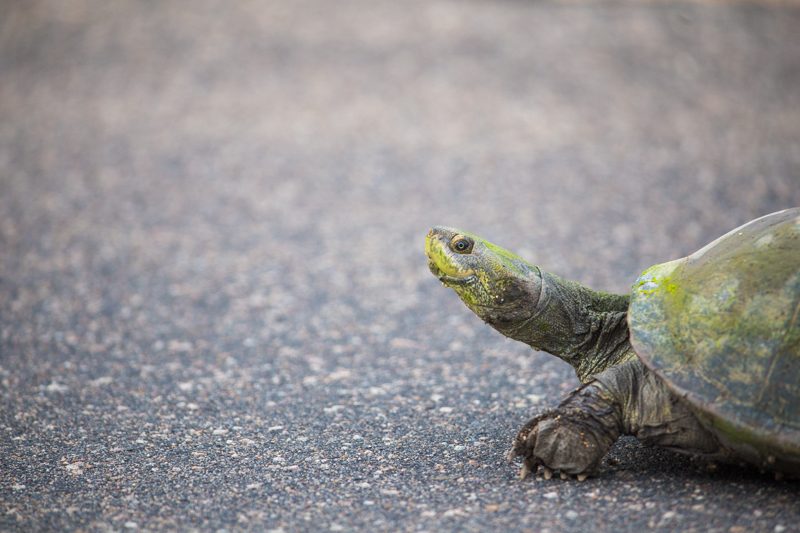 tortoise kruger national park