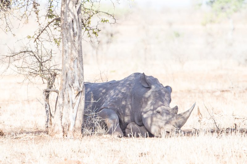 kruger-national-park