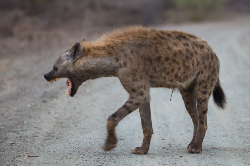 Hyena yawning