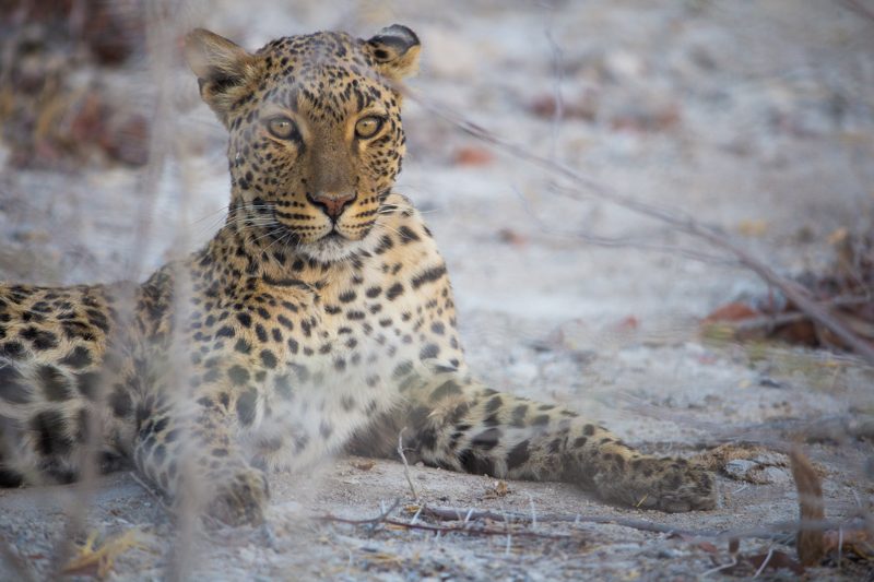 leopard etosha