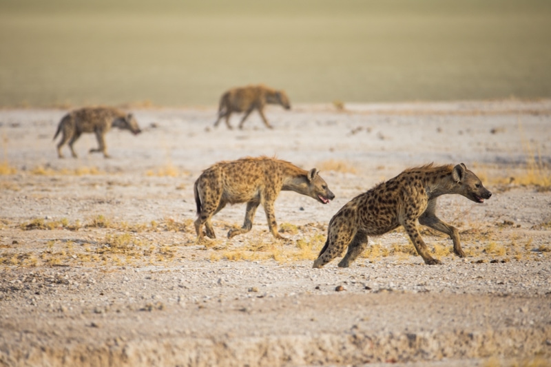 hyenas etosha