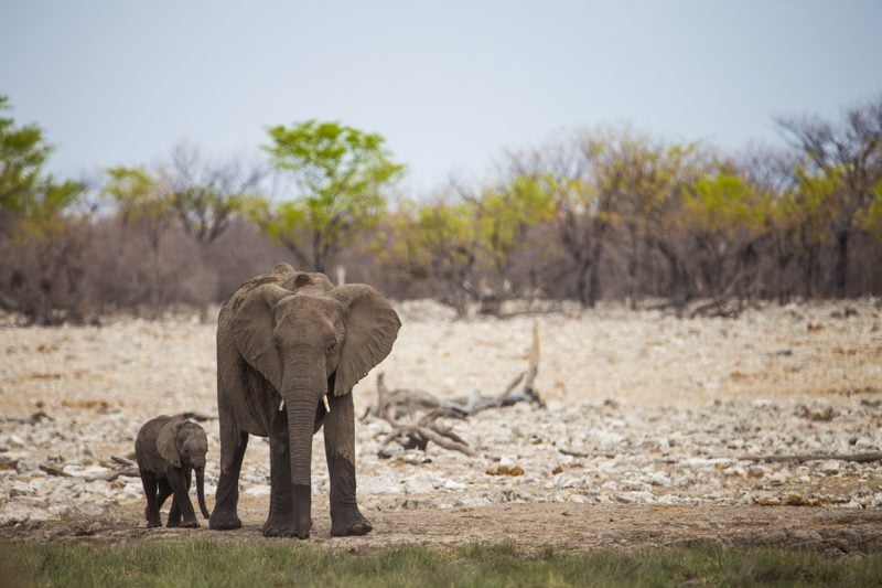 baby elephant