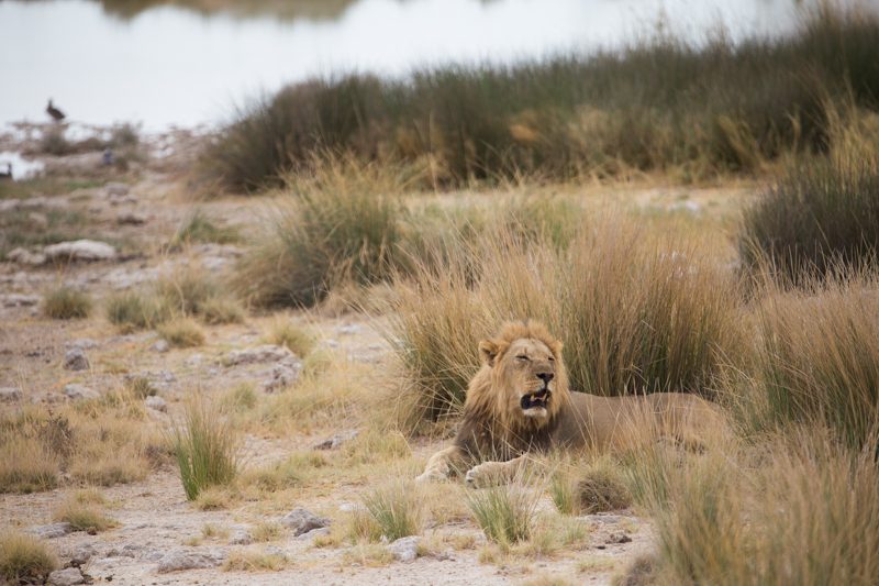 Lion etosha