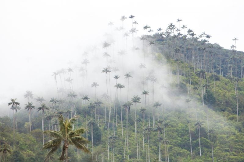 The Cocora Valle