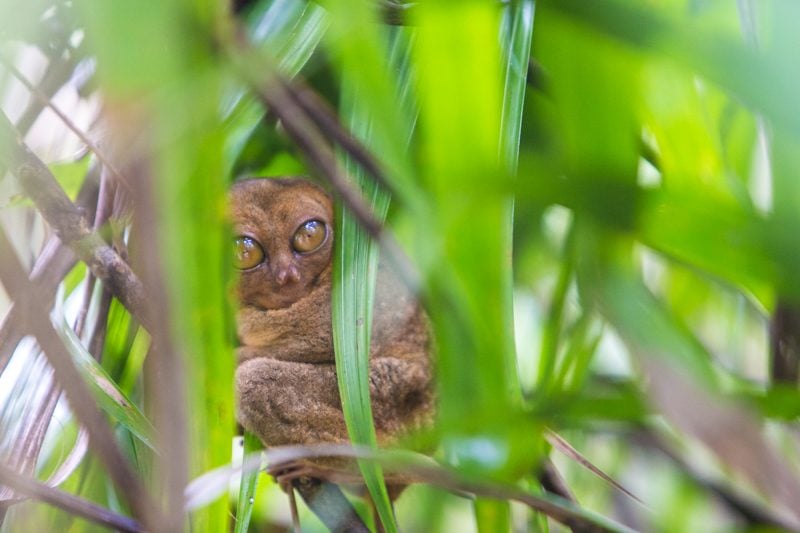 Tarsier