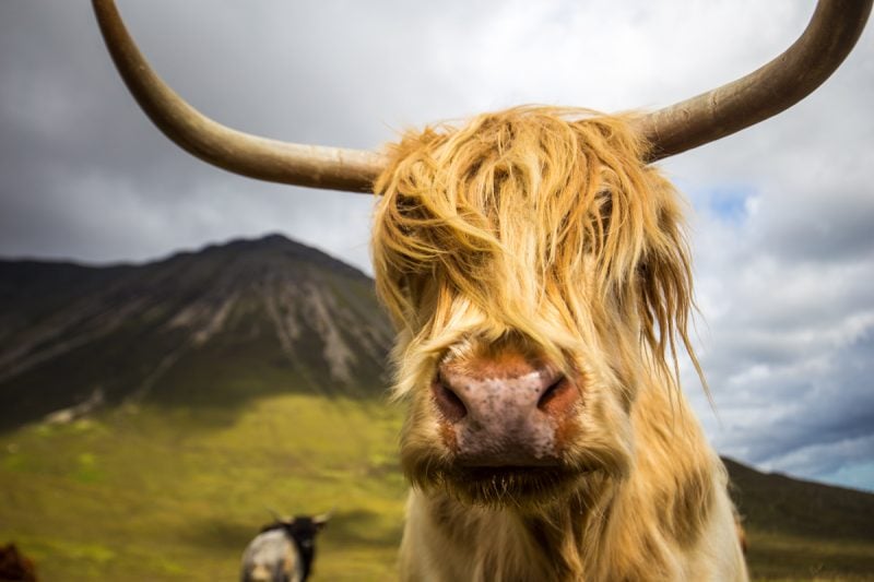 Highland Cows, Isle of Skye
