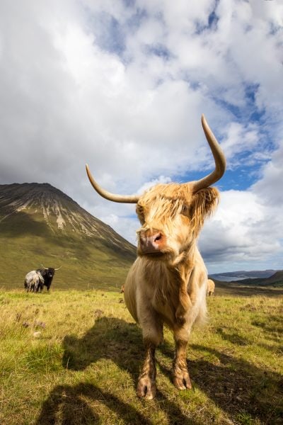 Highland Cows, Isle of Skye