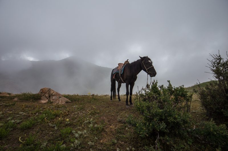 Kyrgyz Horse