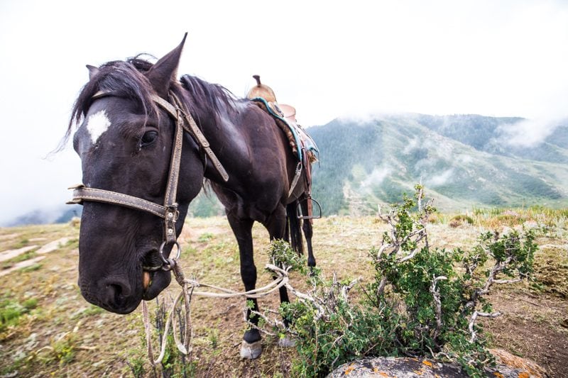 Kyrgyzstan Horse