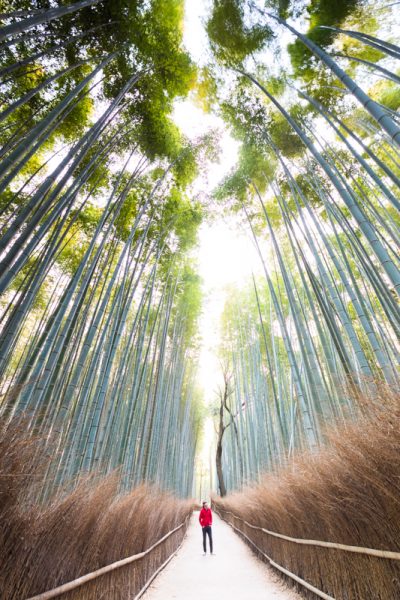 Bamboo forest, Japan