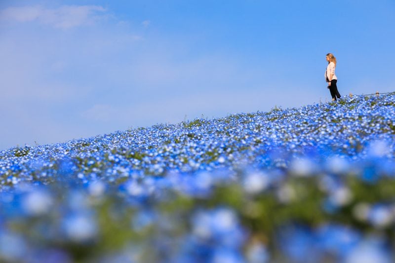 Hitachi Seaside Park