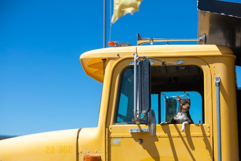 Dog in Truck