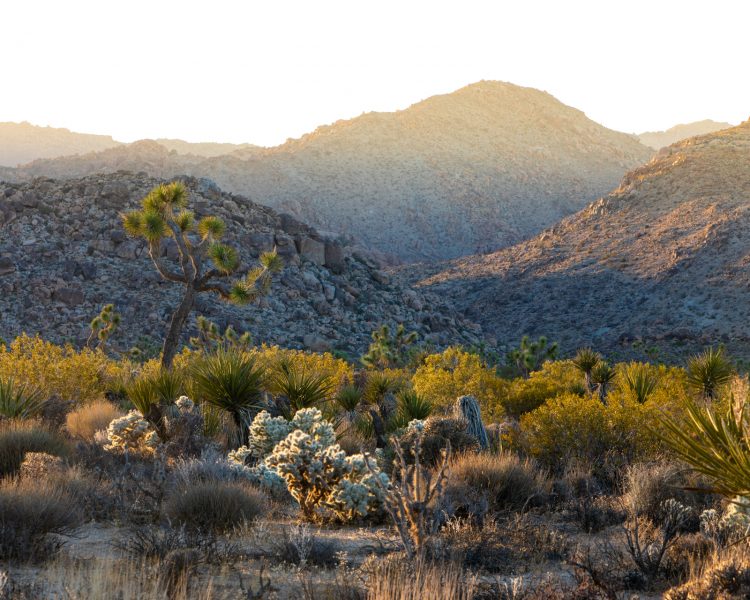 Joshua Tree